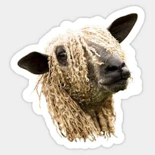 Wensleydale Sheep Sticker